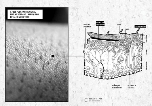 Ilustração de aproximação da estrutura da pele de um H.t.