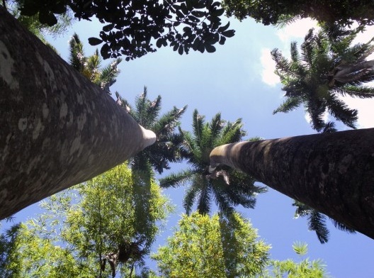 Palmeiras imperiais existentes no Parque Zoobotânico Arruda Câmara
