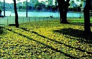Lagoa do Parque Solon de Lucena, Centro de João Pessoa