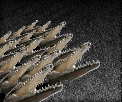 A academia é fortemente demandada no vigência da torrente de contratos públicos às cabeças coroadas pela reputação de Notório Saber. O velho Saber se politiza, se energiza, acena com seu apoio, se vende caro, aprende rápido a competir, com garra e gula