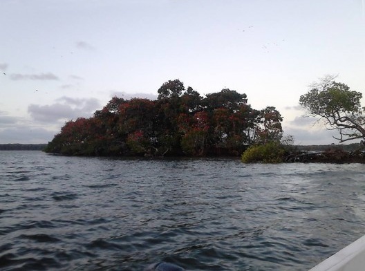 Ilhota com árvores floridas, Parnaíba PI