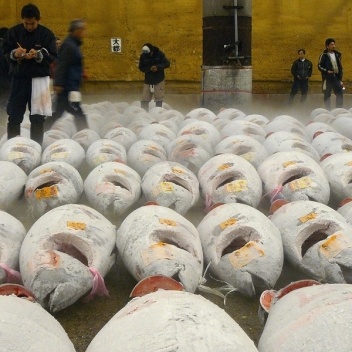 Os atuns no mercado de Tsukiji