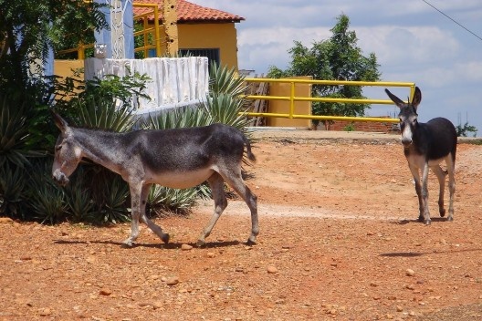 Mas os jegues, infalíveis, também circulam por ali...