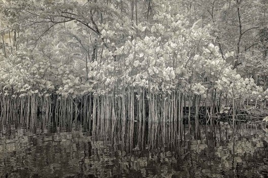 Hiléia, exposição de fotografias na Galeria Rabieh