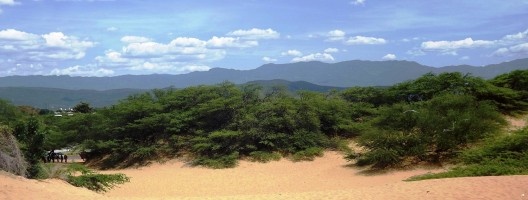 Vegetação xerofítica em Coro, Estado Falcón, Venezuela