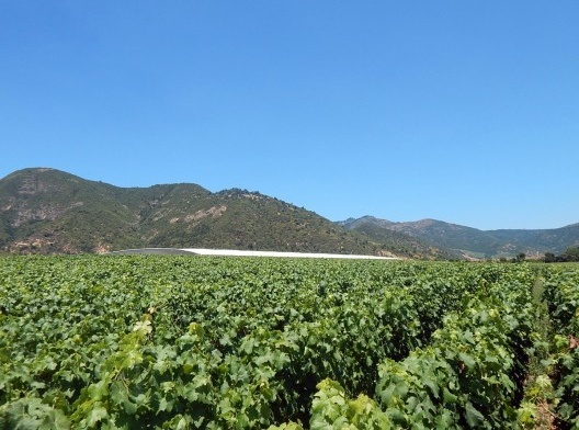 Vinícola VIK, Vale de Colchagua, arquitetos Smiljan Radic e Loreto Lyon