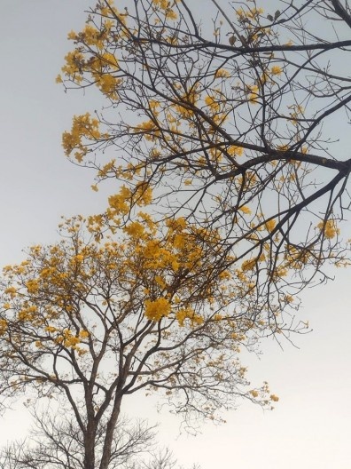 Beleza dos ipês-amarelos de Congonhas