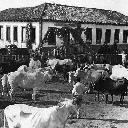 Curral fazenda Limeira, década de 1940