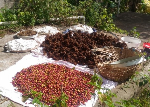 Durante a pandemia Covid-19, Colheita na Horta Educativa de café, feijão fava, feijão andu e lágrimas de cristo. Sendo o último para fazer colares e pulseiras