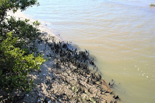 Pneumatóforos ajudam a estruturar o solo