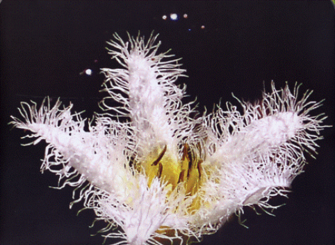 Frans Krajcberg, Século XX. A Barbárie Humana. Fotos, 2007