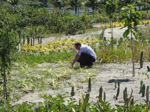 Vila Residencial de Mambucaba, biólogo Ricardo Donato dá retoques no plantio recém executado, Paraty RJ. Paisagismo de Eduardo Barra