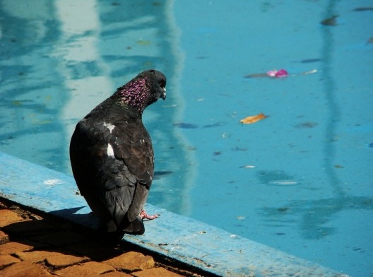 Deriva Fotográfica do Bem