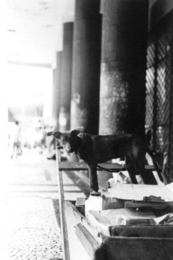 Foto José Roberto de Oliveira