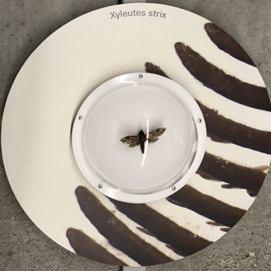 Exposição de insetos, mostra “The Human Insect: Antenna Architectures 1887-2017”