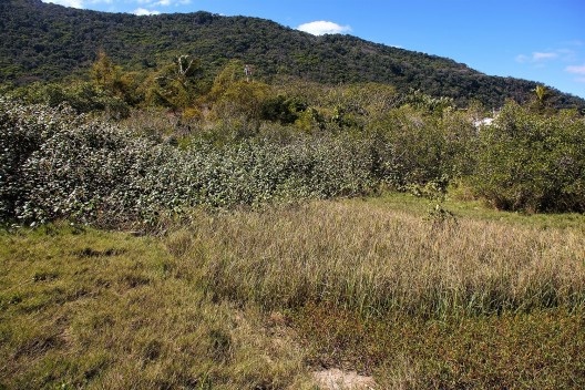 Brejo secando à esquerda em segundo plano a expansão da colônia de algodoeiro-da-praia