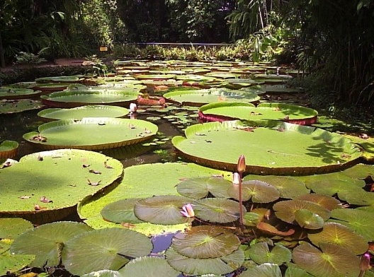 Código Florestal