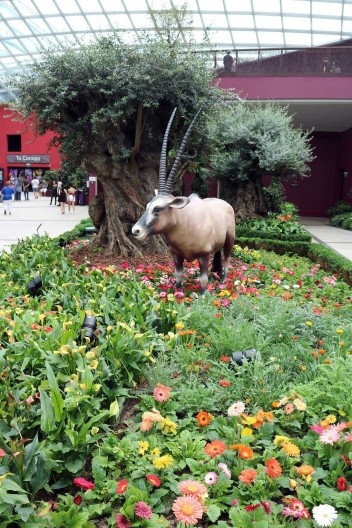 Flower Dome – Vista do Campo de Flores, Singapura