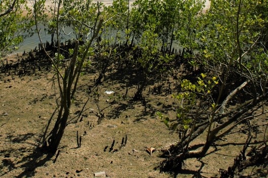 Avicennia schaueriana