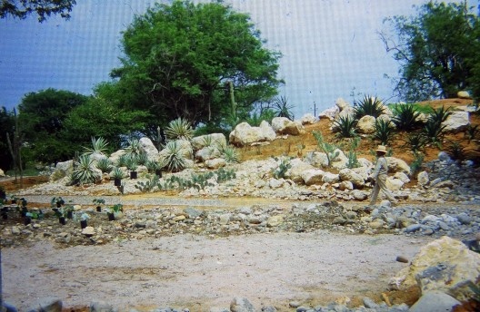 Crassuletum: aspecto geral