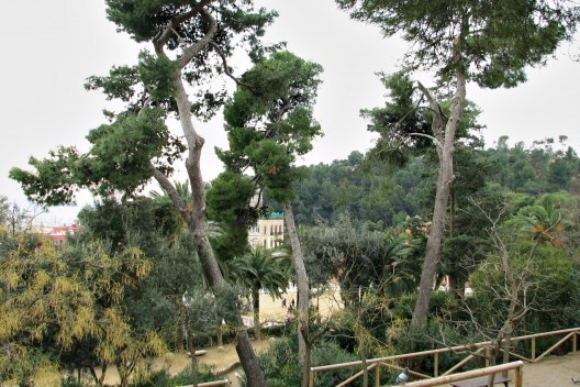 Exemplares de Pinus halepensis.