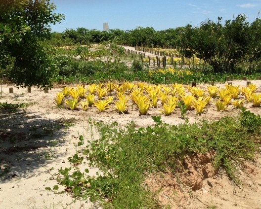Vila Residencial de Mambucaba, segunda campanha de plantio, ao fundo a colonização espontânea de Ipomoea pes-caprae, Paraty RJ. Paisagismo de Eduardo Barra