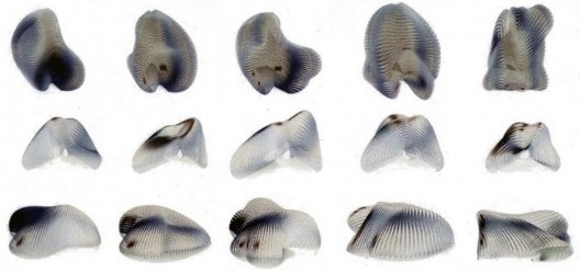 Modelos da Embryological House, 1997. Arquiteto Greg Lynn