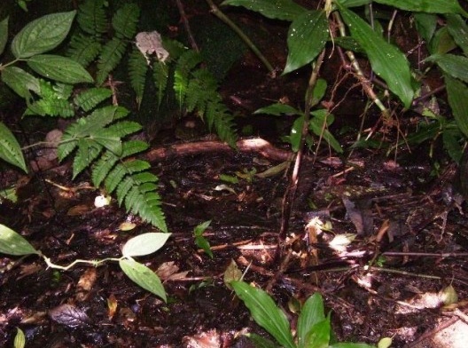 Local da nascente nº 4