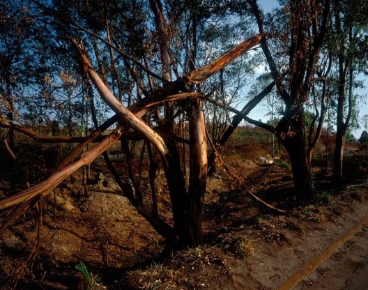 Exposição O jardim