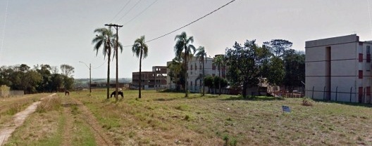 Alguns exemplares das palmeiras em 2011, com o condomínio Bela Vista ao norte