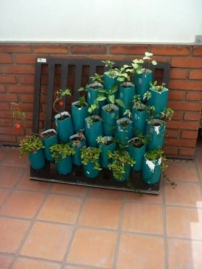 Esverdeando os terraços de San Borja