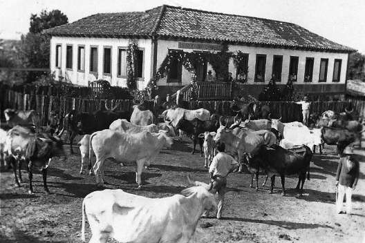 Curral fazenda Limeira, década de 1940