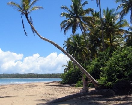 Palmeiras inclinadas em Boipeba, Ilha pertencente à cidade de Cairu BA