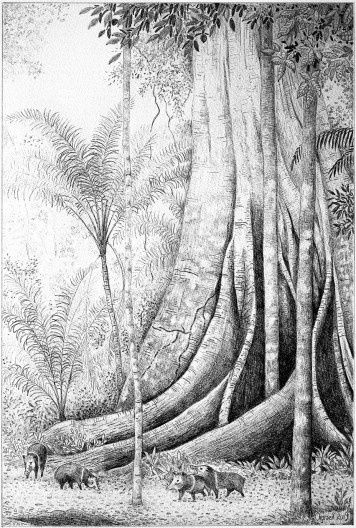 Sumaúma na floresta de várzea, Amazônia