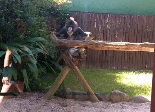 Zoo Cyro Gevaerd