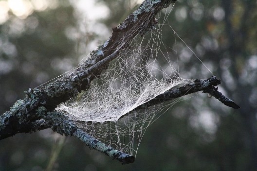 Teia de aranha