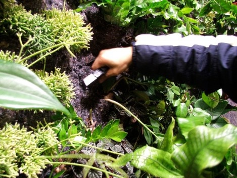 A imagem mostra a formação dos bolsões e a instalação das plantas no muro vegetal em Melbourne/Austrália. Claramente se vê o feltro acrílico que mantém as plantas