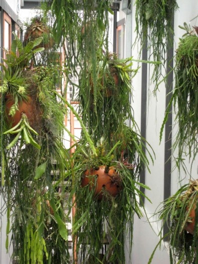 Células verdes, 2008 - Espécies epífitas, esferas cerâmicas, substrato, caos de aço e sistema de irrigação