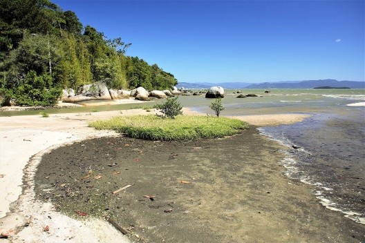Foz do riacho no fundo o cordão rochoso em primeiro plano a vasa se formando sobre a areia logo a seguir uma primeira colônia do capim-praturá