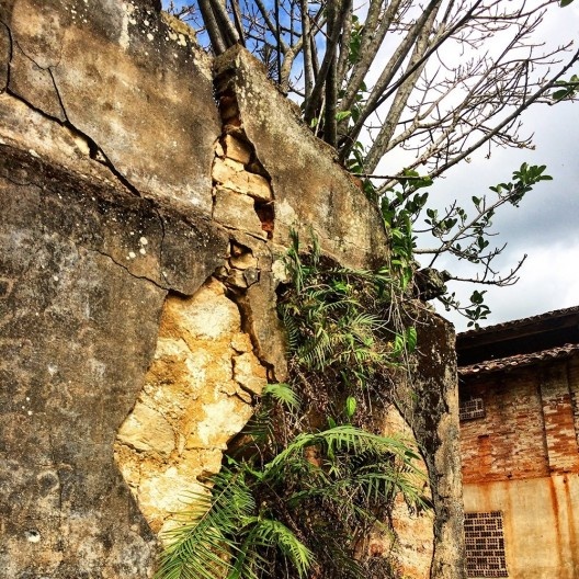Verde nascendo no concreto em um dos edifícios da Fazenda Ipanema em Iperó SP