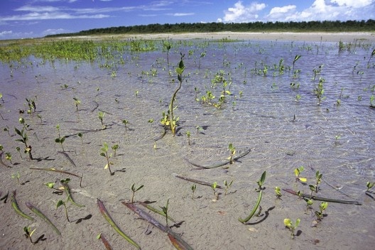 Propágulos de Rhizophora mangle