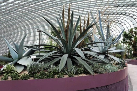 Flower Dome, vista do Jardim das Suculentas, Singapura