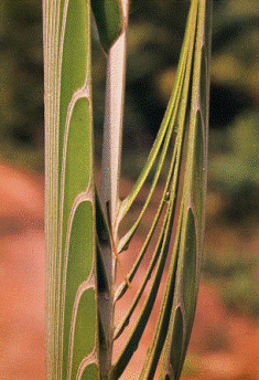 Frans Krajcberg, Natura, Fotos, 1987