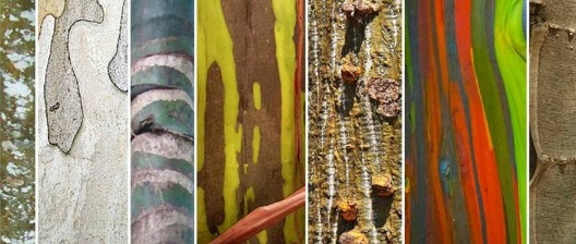 Readequação para o Pateo do Colégio, indicação dos caules coloridos ou texturizados, São Paulo SP Brasil, 2013. Arquiteto Pedro Mendes da Rocha/ Arte 3 Arquitetura