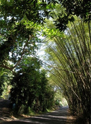 Estrada para Morovis, Porto Rico