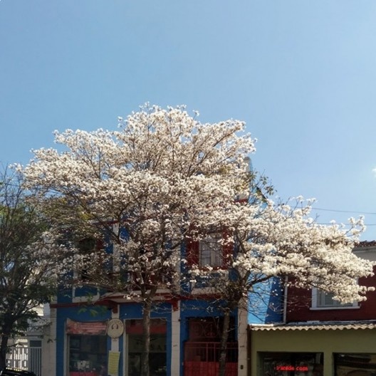 Café Sabelucha, de Segismundo Bruno, Bixiga, São Paulo