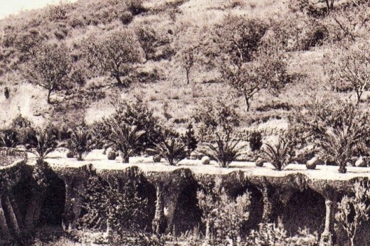 Palmeiras plantadas sobre cúpulas invertidas, à avenida principal (Passeio das Palmeiras), em detalhe de um cartão- postal de 1905. Notar o desenvolvimento da vegetação ao fundo.