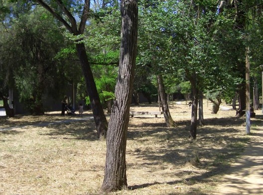 O relvado no verão com as plantas já ressecadas. Isso, para muitos, evoca um aspecto de negligência, embora essa seja a forma habitual de manutenção de um espaço natural