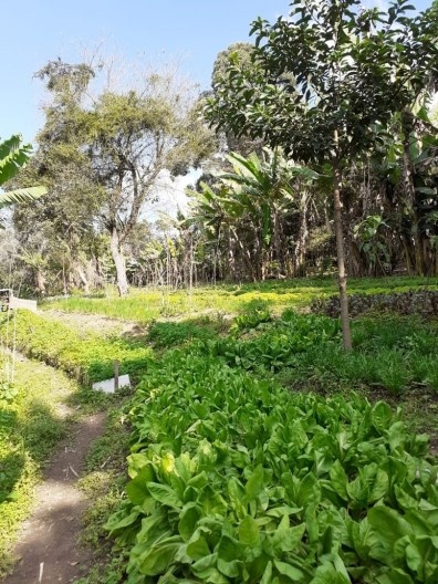 Durante a pandemia Covid-19, horta biodinâmica do Sr. Benjamin