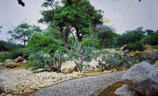 Crassuletum: coleções começando a aparecer